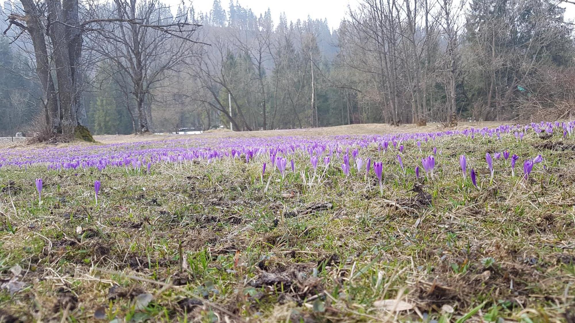 Dom Na Skraju Lasu Jurgów 외부 사진
