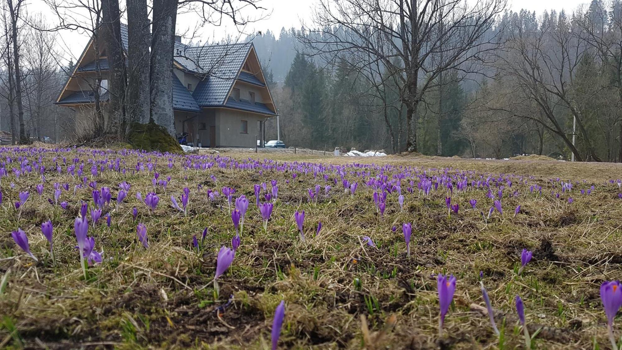 Dom Na Skraju Lasu Jurgów 외부 사진