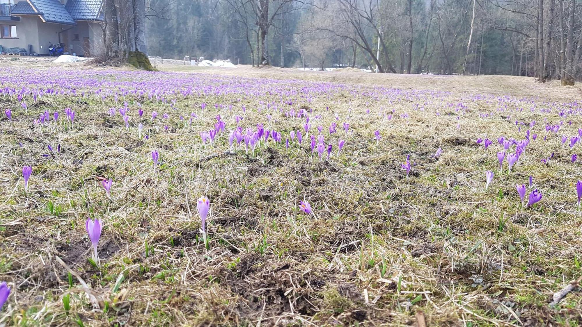 Dom Na Skraju Lasu Jurgów 외부 사진